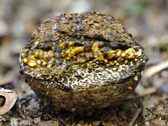 Pisolithus
