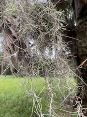Tillandsia usneoides
