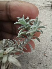 Gnaphalieae
