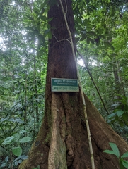 Shorea scaberrima