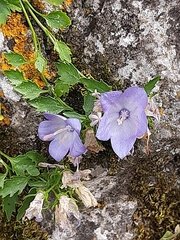 Campanula fragilis cavolinii
