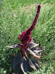 Amaranthus cruentus