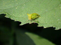 Stictocephala bisonia