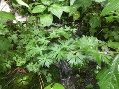 Aconitum noveboracense
