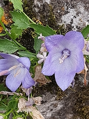 Campanula fragilis cavolinii