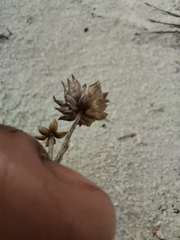 Gnaphalieae