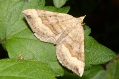 Scotopteryx chenopodiata