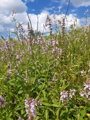 Stachys hispida