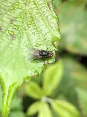 Hydrotaea