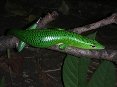 Lamprolepis smaragdina