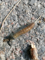 Acronicta leporina