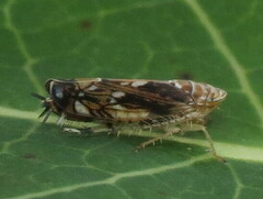 Scaphoideus incisus