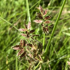Cyperus bipartitus
