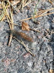 Acronicta leporina