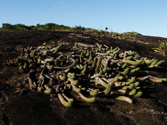 Coleocephalocereus fluminensis