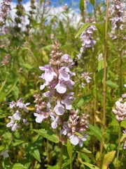 Stachys hispida
