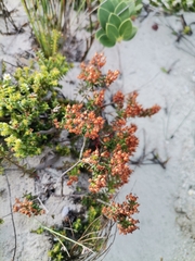 Ericaceae