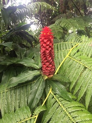 Costus comosus