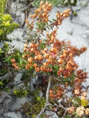 Ericaceae