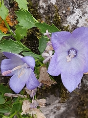 Campanula fragilis cavolinii
