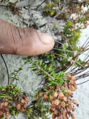 Ericaceae