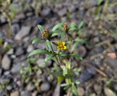 Bidens hyperborea