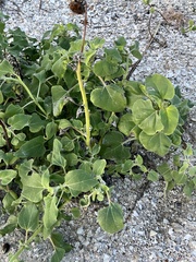 Helianthus annuus
