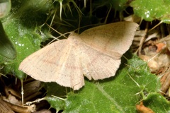 Cyclophora linearia