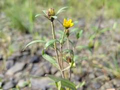 Bidens hyperborea