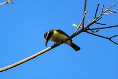 Megarynchus pitangua