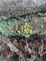 Trentepohlia aurea