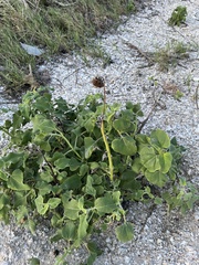 Helianthus annuus