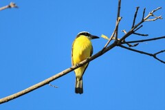 Megarynchus pitangua