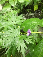 Aconitum noveboracense