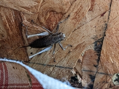 Pholidoptera griseoaptera