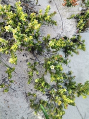 Diosma oppositifolia
