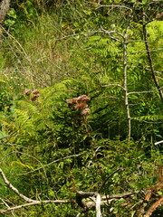 Eupatorium cannabinum