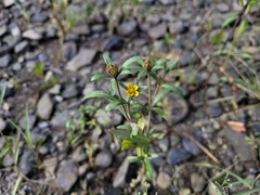 Bidens hyperborea