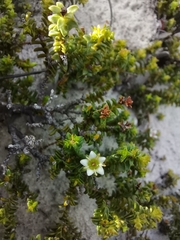 Diosma oppositifolia