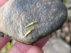 Bidens hyperborea