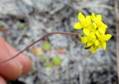 Gymnodiscus capillaris