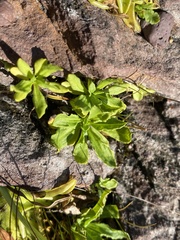 Primula mistassinica