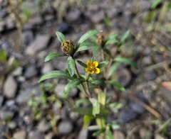 Bidens hyperborea