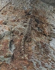 Hemidactylus platyurus