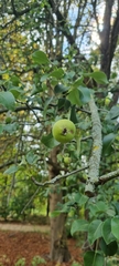 Pyrus communis