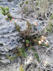 Erica calcareophila