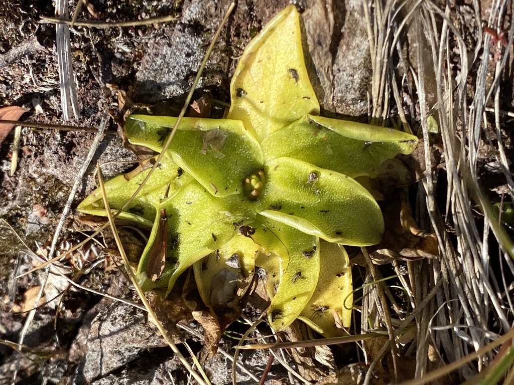 Common Butterwort from M26, Copper Harbor, MI, US on August 22, 2022