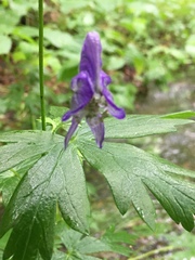 Aconitum noveboracense