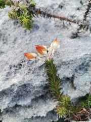 Erica calcareophila
