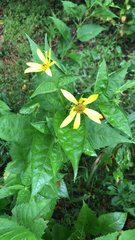 Helianthus decapetalus